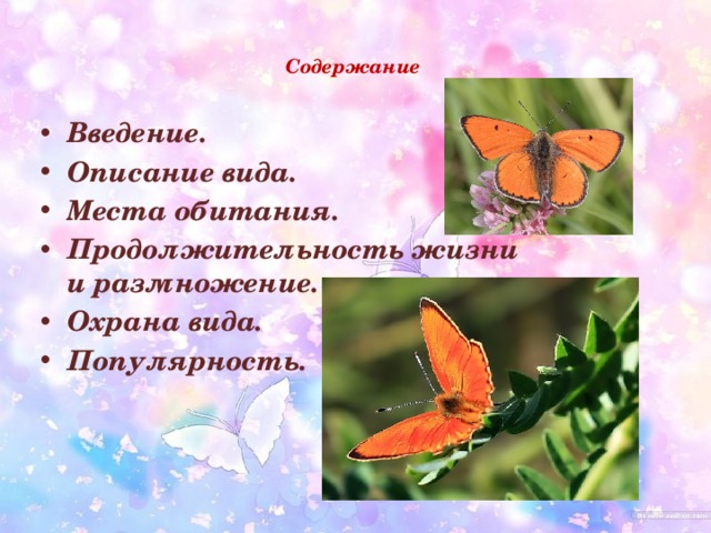 Содержание    Введение. Описание вида. Места обитания. Продолжительность жизни и размножение. Охрана вида. Популярность. 