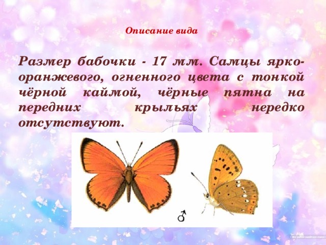 Описание вида    Размер бабочки - 17 мм. Самцы ярко-оранжевого, огненного цвета с тонкой чёрной каймой, чёрные пятна на передних крыльях нередко отсутствуют. 