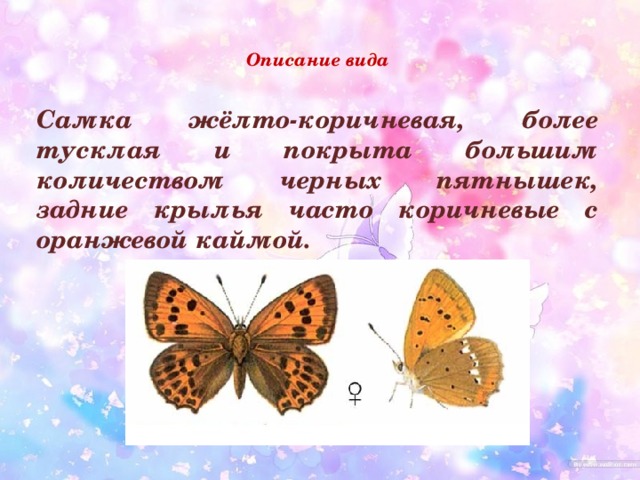 Описание вида    Самка жёлто-коричневая, более тусклая и покрыта большим количеством черных пятнышек, задние крылья часто коричневые с оранжевой каймой. 