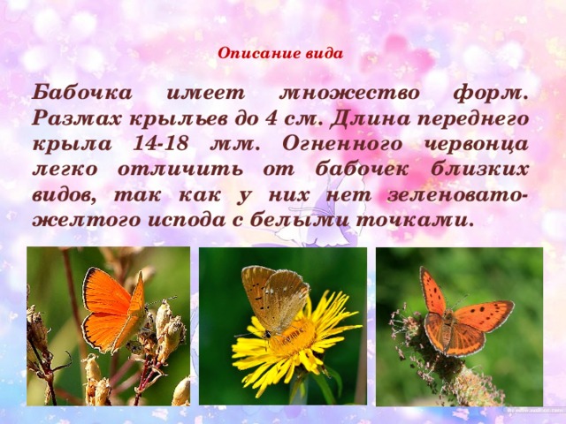 Описание вида    Бабочка имеет множество форм. Размах крыльев до 4 см. Длина переднего крыла 14-18 мм. Огненного червонца легко отличить от бабочек близких видов, так как у них нет зеленовато-желтого испода с белыми точками. 