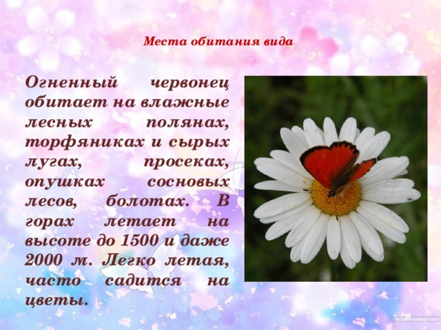 Места обитания вида    Огненный червонец обитает на влажные лесных полянах, торфяниках и сырых лугах, просеках, опушках сосновых лесов, болотах. В горах летает на высоте до 1500 и даже 2000 м. Легко летая, часто садится на цветы.  