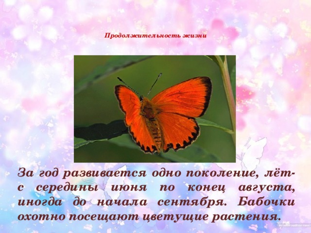   Продолжительность жизни    За год развивается одно поколение, лёт- с середины июня по конец августа, иногда до начала сентября. Бабочки охотно посещают цветущие растения. 