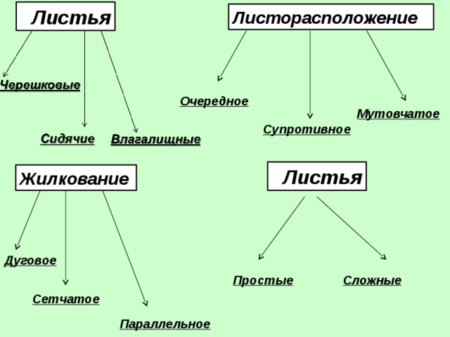  Листья Листорасположение Очередное Мутовчатое Супротивное  Листья Жилкование Дуговое Простые Сложные Сетчатое Параллельное 