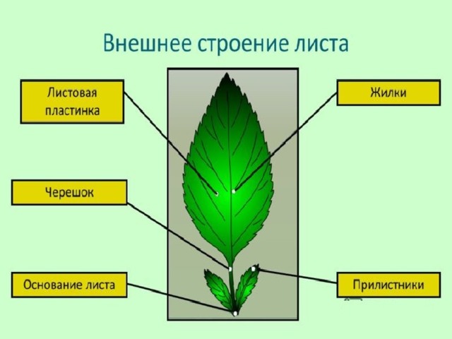 Особенности внешнего строения листа