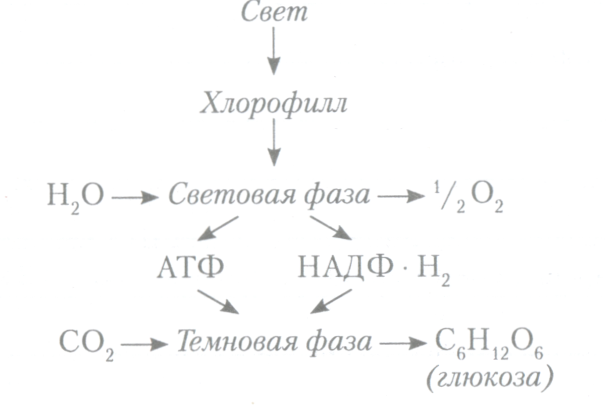 Уравнение фотосинтеза глюкозы. Уравнения фотосинтеза по фазам. Суммарное уравнение фотосинтеза. Реакция фотосинтеза уравнение. Уравнение световой фазы.