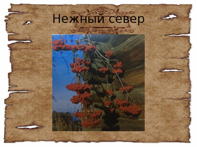 Нежный север 