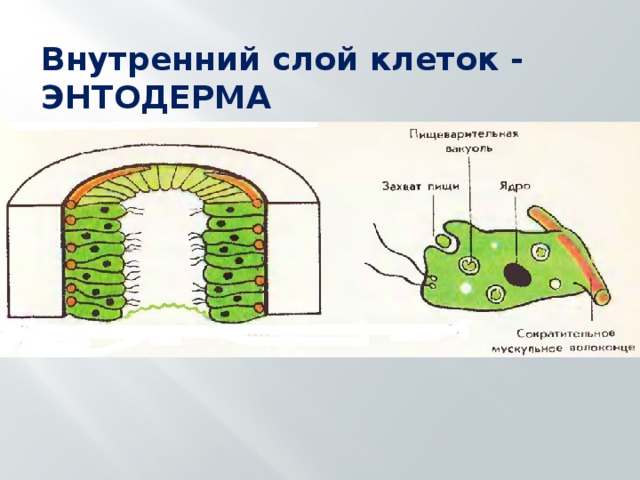 Внутренний слой клеток - ЭНТОДЕРМА 