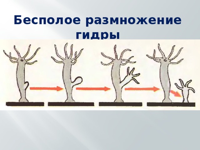 К какому типу относится изображенное на рисунке размножение гидры