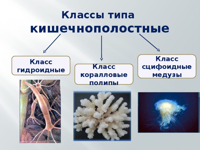 Классы типа кишечнополостные Класс сцифоидные медузы Класс гидроидные Класс коралловые полипы 