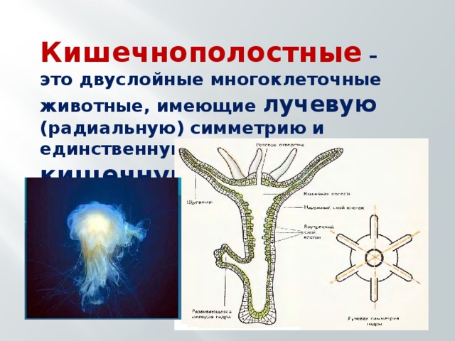 Кишечнополостные животные. Кишечнополостные многоклеточные. Кишечнополостные имеют симметрию. Лучевая симметрия кишечнополостных. Кишечнополостные это.