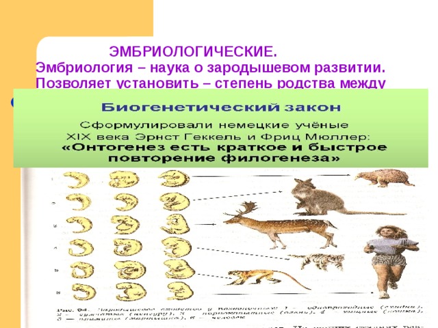 Процесс развития живой природы