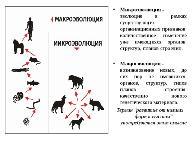 Микроэволюция это