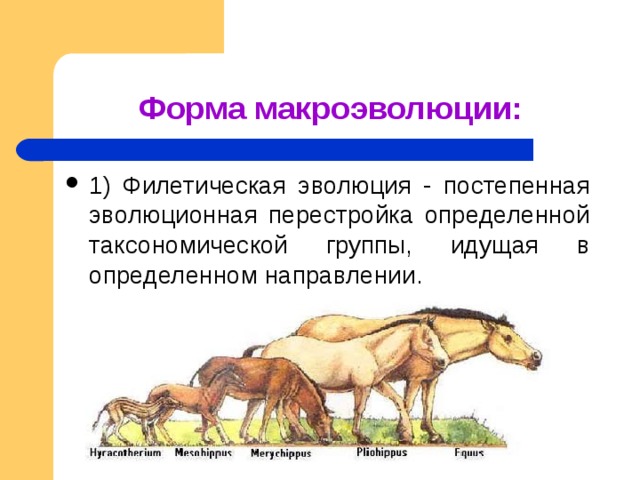 Какая группа доказательств эволюции живой природы изображена на рисунке