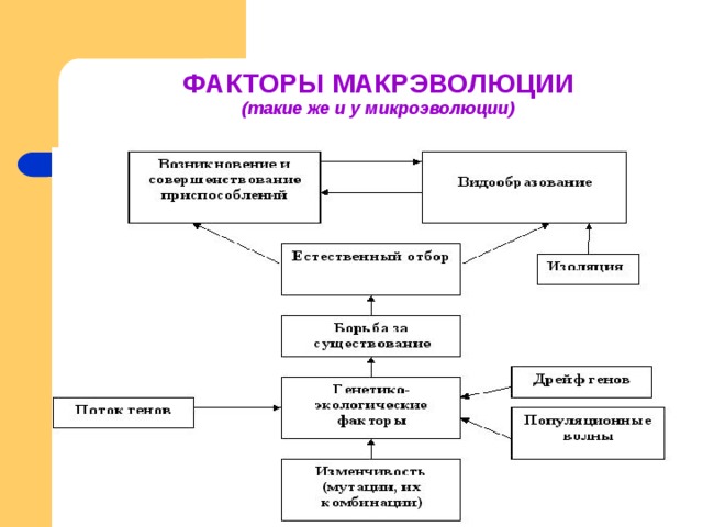 В чем различие макро и микроэволюции. Схема макроэволюции. Факторы микроэволюции. Схема микроэволюции. Микроэволюция схема.