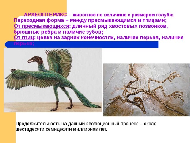 Укажите главные отличия птиц от пресмыкающихся. Археоптерикс и пресмыкающиеся. Археоптерикс переходная форма между пресмыкающимися и птицами. Цевка у археоптерикса. Хвостовые позвонки у археоптерикса.