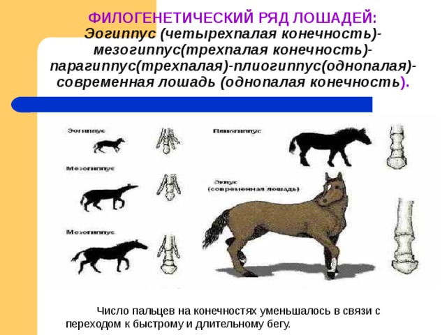 На рисунке изображены конечности ископаемых предков современной лошади к какой группе доказательств