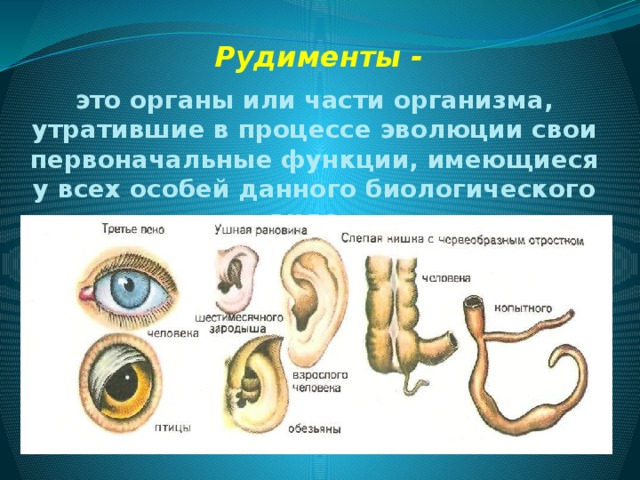 Рудименты человека