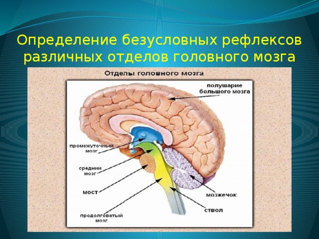 Самый большой отдел головного мозга