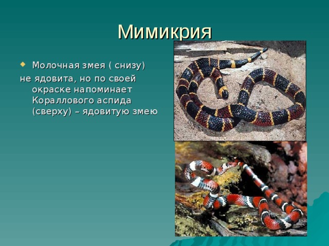 Мимикрия Молочная змея ( снизу) не ядовита, но по своей окраске напоминает Кораллового аспида (сверху) – ядовитую змею 