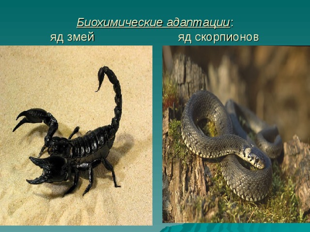 Биохимические адаптации :  яд змей яд скорпионов 