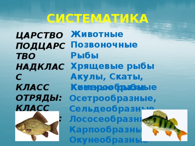 Царство животные рыбы. Систематика отряда карпообразных. Систематика отряда окунеобразных. Позвоночные рыбы. Рыбы царство класс.