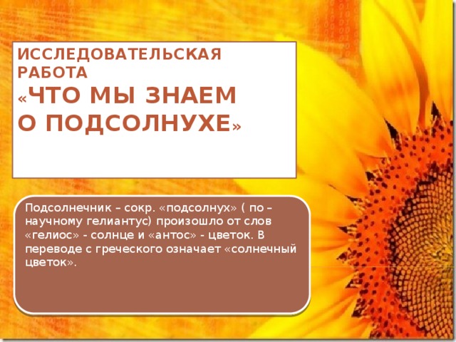 Исследовательская работа  « Что мы знаем  о подсолнухе » Подсолнечник – сокр. «подсолнух» ( по – научному гелиантус) произошло от слов «гелиос» - солнце и «антос» - цветок. В переводе с греческого означает «солнечный цветок».  