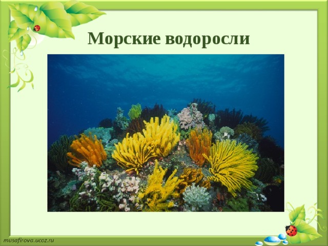 Морские водоросли 