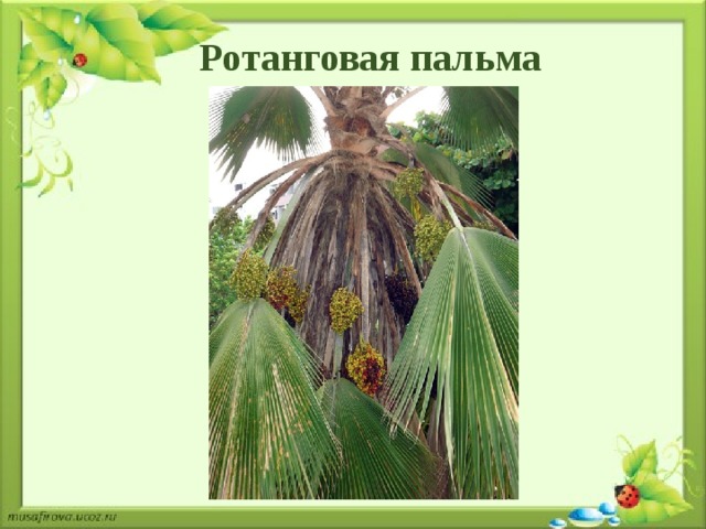 Ротанговая пальма 