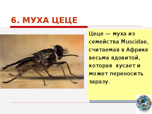 6. МУХА ЦЕЦЕ Цеце — муха из семейства Muscidae, считаемая в Африке весьма ядовитой, которая кусает и может переносить заразу.  