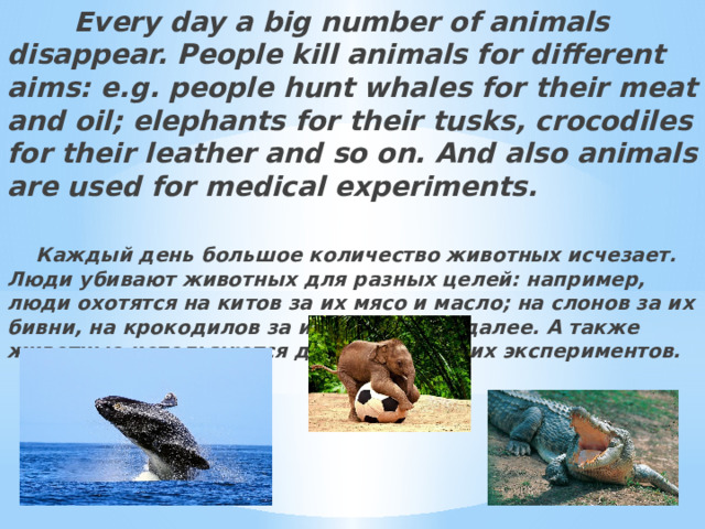  Every day a big number of animals disappear. People kill animals for different aims: e.g. people hunt whales for their meat and oil; elephants for their tusks, crocodiles for their leather and so on. And also animals are used for medical experiments.    Каждый день большое количество животных исчезает. Люди убивают животных для разных целей: например, люди охотятся на китов за их мясо и масло; на слонов за их бивни, на крокодилов за их кожу и так далее. А также животные используются для медицинских экспериментов. 