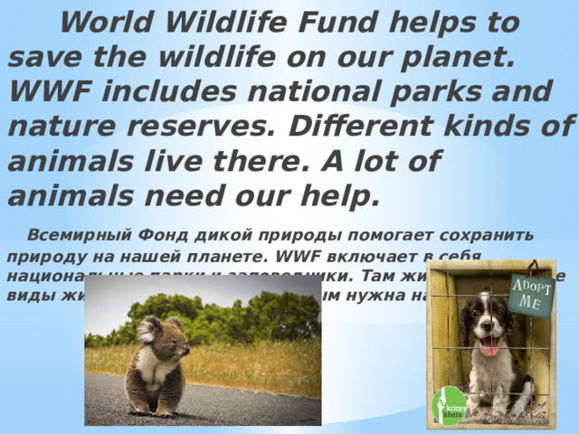  World Wildlife Fund helps to save the wildlife on our planet. WWF includes national parks and nature reserves. Different kinds of animals live there. A lot of animals need our help.   Всемирный Фонд дикой природы помогает сохранить природу на нашей планете. WWF включает в себя национальные парки и заповедники. Там живут различные виды животных. Многим животным нужна наша помощь. 