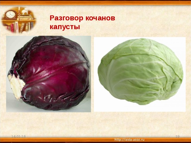 Как правильно качан или кочан капусты. Разговор 2 Кочанов капусты. Капуста с несколькими кочанами.