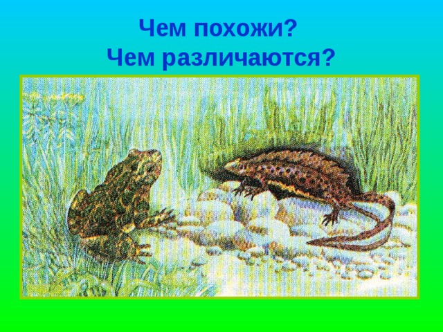 Работа по учебнику С.15-16 Чем похожи? Чем различаются? 