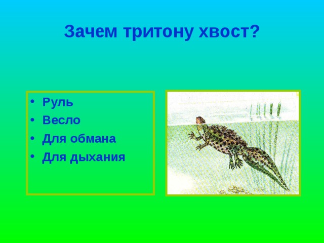 Как отличить жабу от лягушки?  Кожа  Тело  Ноги  Голос Жаба серая Золотая лягушка 