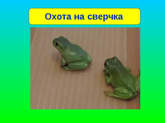 Работа с учебником С. 17 «Питание земноводных» 