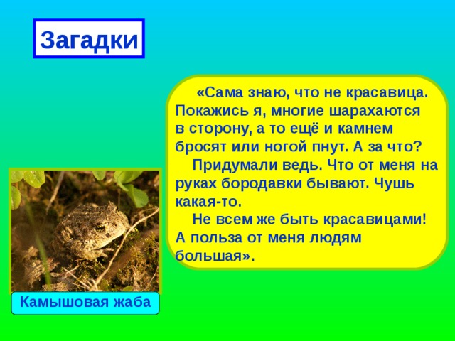 Загадки Выпучив глаза сидит. По-французски говорит. По-блошачьи прыгает. По-человечьи плавает.   Тритон   Прудовая лягушка 