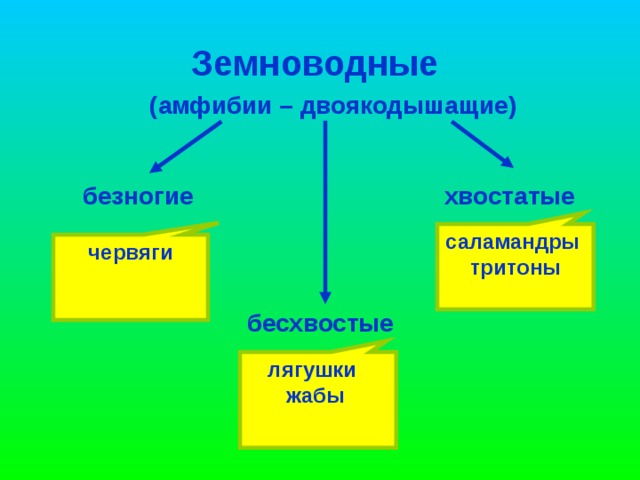 Земноводные  1. К земноводным относят лягушек,  жаб, тритонов. 2. Земноводные рождаются в воде. 3. Взрослые земноводные живут,  на суше и в воде. 4. Взрослые лягушки и жабы  питаются насекомыми. 5. Жизнь земноводных связана  и с водой, и с сушей.  