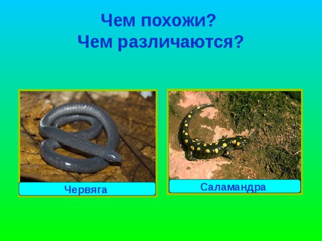 Пятнистая саламандра Обитает в Северной Америке, на Западной Украине.  Длина тела – 25 см.   Околоушные железы выделяют яд.  Питается дождевыми червями и крупными насекомыми .  