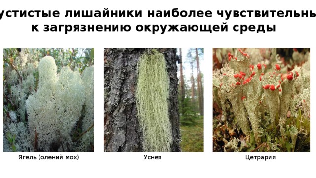 Кустистые лишайники наиболее чувствительны  к загрязнению окружающей среды Ягель (олений мох) Уснея Цетрария 