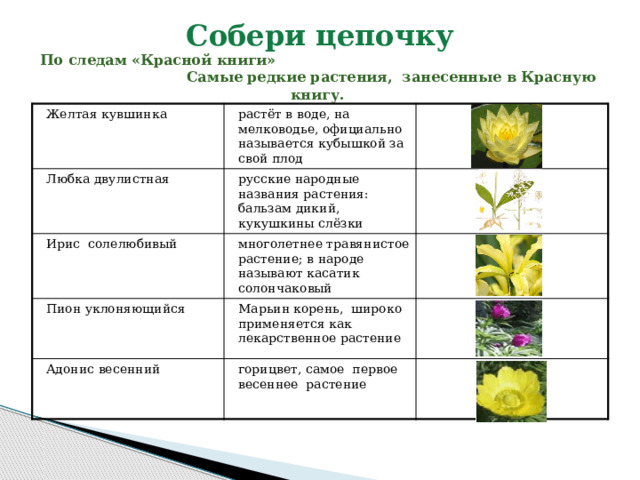 Собери цепочку  По следам «Красной книги» Самые редкие растения, занесенные в Красную книгу.  Желтая кувшинка растёт в воде, на мелководье, официально называется кубышкой за свой плод Любка двулистная русские народные названия растения: бальзам дикий, кукушкины слёзки Ирис солелюбивый многолетнее травянистое растение; в народе называют касатик солончаковый Пион уклоняющийся Марьин корень, широко применяется как лекарственное растение Адонис весенний горицвет, самое первое весеннее растение 
