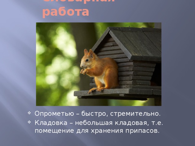 Беличьи кладовки план