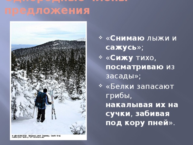 Однородные члены предложения « Снимаю лыжи и сажусь »; « Сижу тихо, посматриваю из засады»; «Белки запасают грибы, накалывая их на сучки , забивая под кору пней ». 