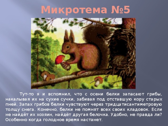 Микротема №5  Тут-то я и вспомнил, что с осени белки запасают грибы, накалывая их на сухие сучки, забивая под отставшую кору старых пней. Запах грибов белки чувствуют через тридцатисантиметровую толщу снега. Конечно, белки не помнят всех своих кладовок. Если не найдёт их хозяин, найдёт другая белочка. Удобно, не правда ли? Особенно когда голодное время настанет. 