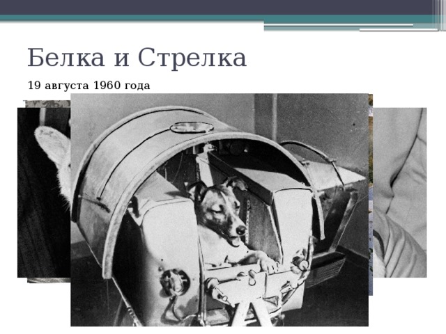 Стрелка 19. Белка и стрелка август 1960. Белка и стрелка 19 августа. 19 Августа 1960 года. Космос белка и стрелка. В 1960 году 19 августа.