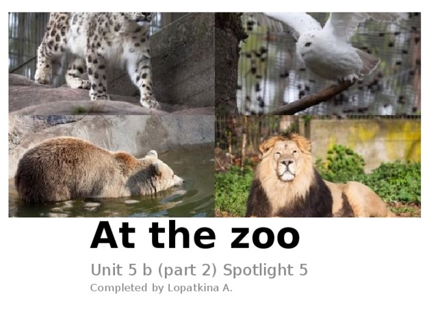 At the zoo Unit 5 b (part 2) Spotlight 5 Completed by Lopatkina A. 