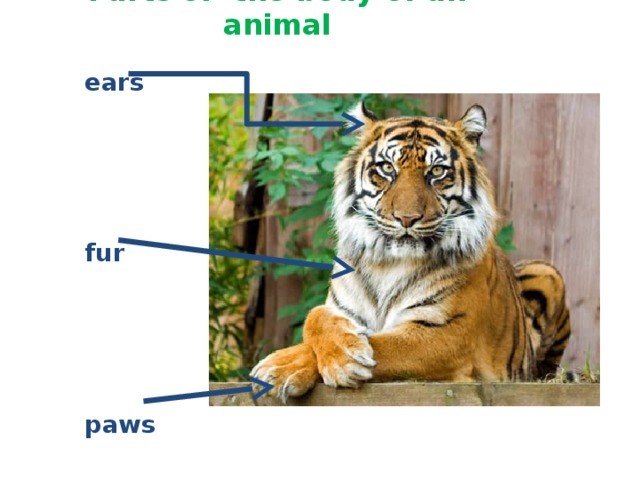 Parts of the body of an animal  ears     fur     paws    