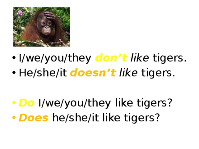 I/we/you/they don’t like tigers. He/she/it doesn’t like tigers. Do I/we/you/they like tigers? Does he/she/it like tigers? 