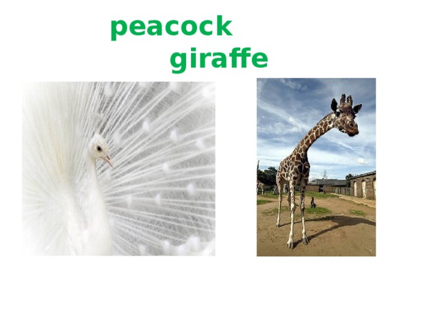  peacock giraffe 