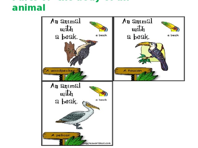Parts of the body of an animal 