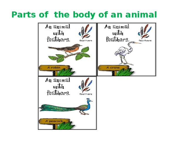 Parts of the body of an animal 